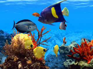 Fish Life Virtual Aquarium Screenshot.png