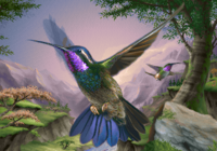 Kolibri, Hummingbirds.png